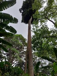 Image result for Staudtia