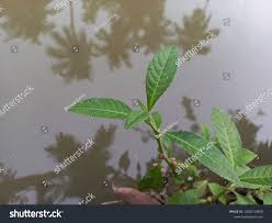 Image result for Struchium sparganophorum