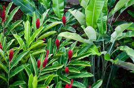 Red ginger (alpinia purpurata), also called ostrich plume and pink cone ginger, are native malaysian plants with showy flowers on long brightly colored red bracts. Red Ginger Ginger Flower Plants Hawaiian Plants