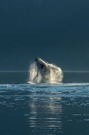 Pin By Vivet Desabah On Animals Animals Beautiful Sea Animals Ocean Creatures