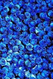 Blue Roses Blueaesthetic Allthingsblue Bluecolor Bluephotography Blue Roses Blue Inspiration Blue Wallpapers