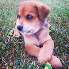 German Shepherd Husky Mix Black And Brown Pin By Emily Miller On Animals Lab Mix Puppies Husky Mix German Shepherd Husky Mix