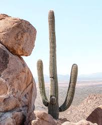 Saguaro cactus, which can live up to 200 years, are being felled to make way for president trump's border wall in arizona, prompting outrage from environmentalists, activists and local tribal leaders. The Cactus Cartel Random Facts In Arizona There Is A Possible 25 Years In Prison For Cutting Down A Saguaro Cactus As They Are An Endangered Protected Species The Average Life