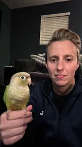 Green Cheeked Conure Hablando