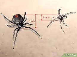 In these species, which include the black widow and redback, the large females will often devour the smaller males during sex—hence the widow in their names. 3 Ways To Identify A Redback Spider Wikihow
