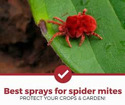 When the hydrogen peroxide in the solution hits the plant's surface, it will fizz, the way it does when poured into an open wound. Top 5 Best Sprays For Spider Mites 2021 Review Pest Strategies