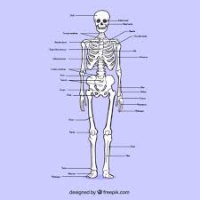 As part of the body, the spine is a unique and complex structure. Free Vector Sketchy Osseous System