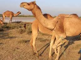 The camel festival is an event organized in bikaner by the department of tourism, art and culture » by road : Camel Milk Latest News Videos Photos About Camel Milk The Economic Times