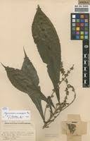 Image result for Argomuellera