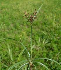 Suket grinting merupakan jenis rumput yang merayap di sepanjang tanah, dengan bahkan rumput bermuda sangat sulit dikendalikan di hamparan bunga dan sebagian besar herbisida tidak berfungsi. Ciri Ciri Deskripsi Rumput Teki Bibitbunga Com