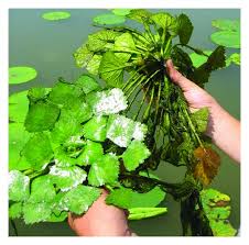 For trapa natans, see water caltrop. Trapa Bispinosa Roxb A Review On Nutritional And Pharmacological Aspects