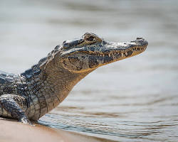 Jacaré-do-pantanal