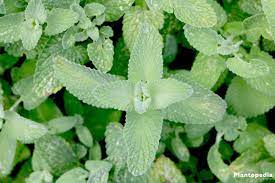 Catnip (nepeta cararia) is a perennial member of the mint family that is interesting and attractive to cats. Catnip Plant Nepeta Cataria How To Grow And Care Plantopedia