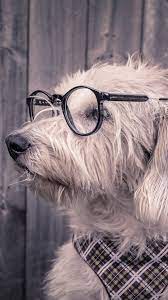 Animals Dog Glasses Scarf Wallpapers Hd 4k Background For Android Dog With Glasses Dog Wallpaper Cute Dog Wallpaper