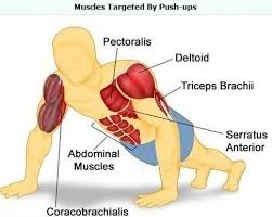 On the other hand the decline push up works the upper chest and front shoulders (delts) more than the regular or incline variation. Weighted Push Ups The Forgotten Exercise Kensui