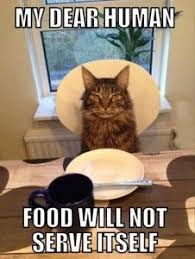 A Funny Cat At The Dinner Table Dump A Day Animal Captions Funny Animal Memes Funny Animals