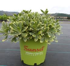 Maybe you would like to learn more about one of these? Pittosporum Tobira Cni Three Pp16188 T Y Nursery