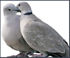 Two turtle doves coloring page Quotes About Turtle Doves 25 Quotes