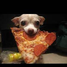 Pin By Yvonne M On Chichihua Funny Animal Pictures Funny Animals Pets