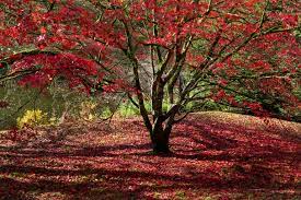 The japanese maple may not bloom as expected due to some weather conditions of the area, such as frequent strong winds. What Time Of Year Do Japanese Maples Bloom Plantgardener