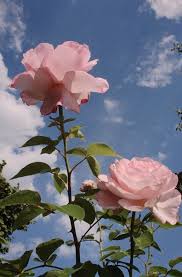Pin By Sheriden On Flowers Flower Aesthetic Aesthetic Roses Aesthetic Wallpapers