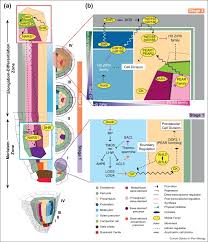 Maybe you would like to learn more about one of these? Information On The Move Vascular Tissue Development In Space And Time During Postembryonic Root Growth Sciencedirect