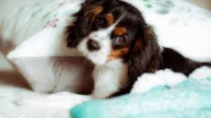 They are eager to please and respond best to a gentle approach to training. Dog Facts Cavalier King Charles Spaniel Healthy Paws