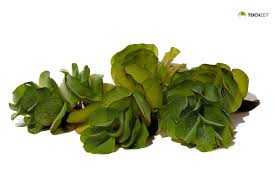 Salvinia auriculata is a species of plant in the salviniaceae known by the common names eared watermoss, african payal, and butterfly fern. Buschelfarn Xxl Salvinia Auriculata Portion Schwimmpflanzen Teichpflanzen Teichzeit De Aquaristik Teichzubehor Und Co
