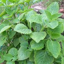 Perhatikan kembali gambar bangun yang diberikan. Pokok Mexican Mint Oregano Pokok Bangun Bangun Shopee Malaysia