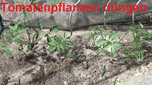 Werden gerne beim auspflanzen von paprika mit in den topf oder ins beet gegeben, um eine grundversorgung der pflanze sicherzustellen. Quicktipp Tomaten Dungen Tomatenpflanze Dungen Mit Naturlichen Dunger Youtube