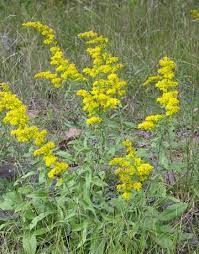 Solidago Nemoralis Gray Goldenrod Compact Goldenrod Of Dry Sandy Open Sites Yellow Racemes In Summer And Fall Height Plants Pretty Plants Native Garden
