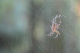 In waking life she was shocked to find out that a to dream of seeing or being a widow represents feelings about a permanent loss or change. 12 Spider Dream Interpretation Dreamchrist Dream Meaning