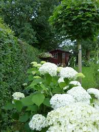 Als Hingucker Vor Gruner Hecke Garten Outdoor Pflanzen Mond Garten