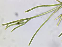 Image result for Liparis killmanniae