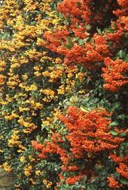 Best Climbing Plants For Shade These Are Firethorns Shade Plants Climbing Plants