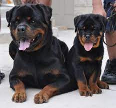 Pure bred german rottweiler breeder with german rottweiler puppies for sale in the usa. Rottweiler Puppies For Sale In Texas Rottweiler Puppies For Sale Rottweiler Dog Rottweiler Puppies