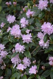 Carolina Rhododendron Rhododendron Carolinianum In Boston Concord Sudbury Weston Newton Lexington Massachusetts In 2020 Rhododendron Lexington Massachusetts Carolina