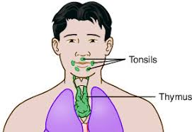 Image result for Thymus