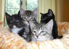 Visit us and fall in love with one of our animals today! Norwalk Group Addresses Spread Of Feral Cat Population