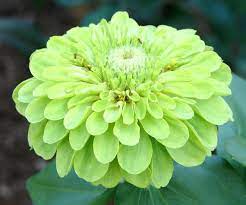 Pin On Flowers