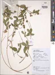 Image result for Pycnospora