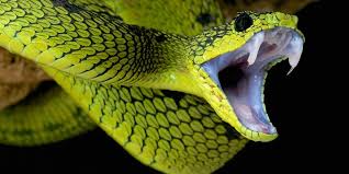 The Most Venomous Snakes Top 10 Dinoanimals Com What kind of snakes do we call venomous snakes? the most venomous snakes top 10