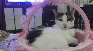 2 Yil Once Kayaliklarin Arasindan Kurtarilan Sansli Kedi Guncel Yasam Haberleri