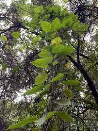 Image result for Mondia ecornuta