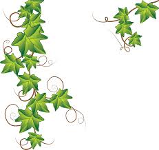 Black And White Vines Clipart Ivy Image Vector Clip Art Online Royalty Free Public Domain Ivy Tattoo Vine Drawing Vine Tattoos