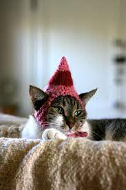 30 Extraordinary Christmas Pet Clothes And Accessories Pet Costumes Elf Cat Christmas Animals