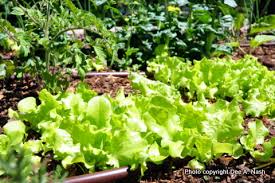 Best And Easiest Vegetables To Grow In Oklahoma Red Dirt