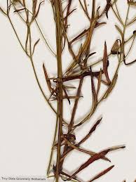 Image result for Platostoma strictum