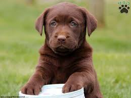 Blue comes fully vaccinated and wormed with full akc. Golden Labrador Puppies Colorado Petsidi