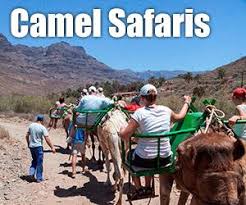 Save camel ride along maspalomas natural reserve to your frequently asked questions. Camel Safari In Gran Canaria